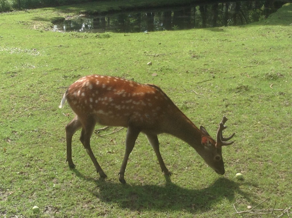 What is Pagan theology, and why do we need&nbsp;it?