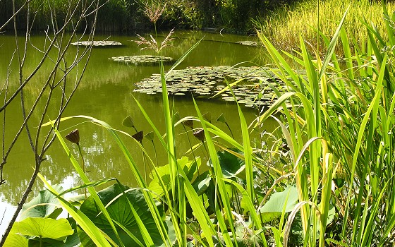 The Lotus Pool, By Rafael Matysiuk (Own work) [CC0], via Wikimedia Commons
