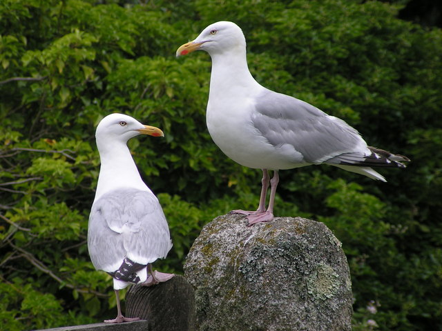 Paganism for Beginners: Group&nbsp;Dynamics
