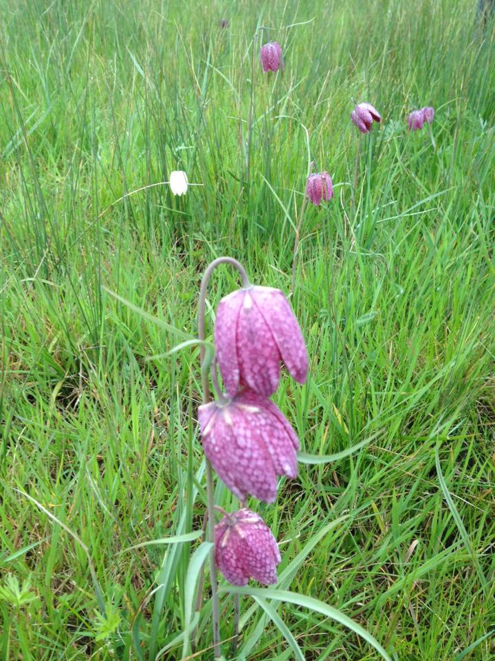 How to Become a&nbsp;Naturalist