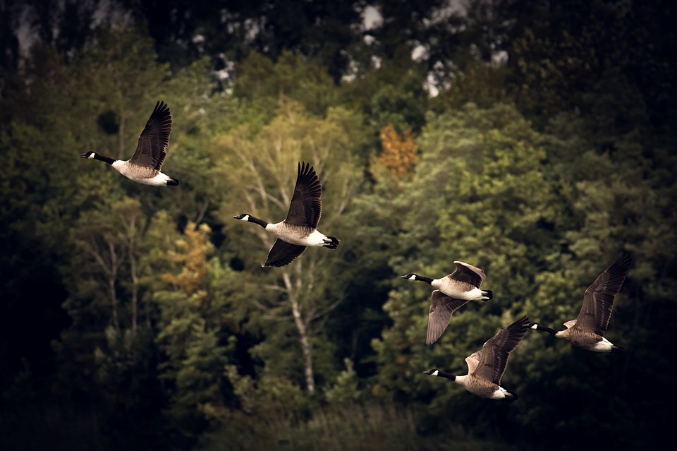 Canada Geese flying