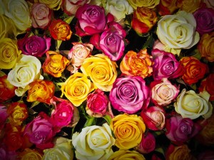 Roses, by Michael Gaida [Public Domain]