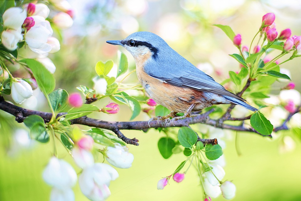 Spring bird. Photo by Jill 111. [Public Domain, CC0]