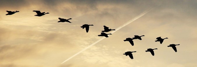 Geese flying - photo by Pixel 2013, Public Domain
