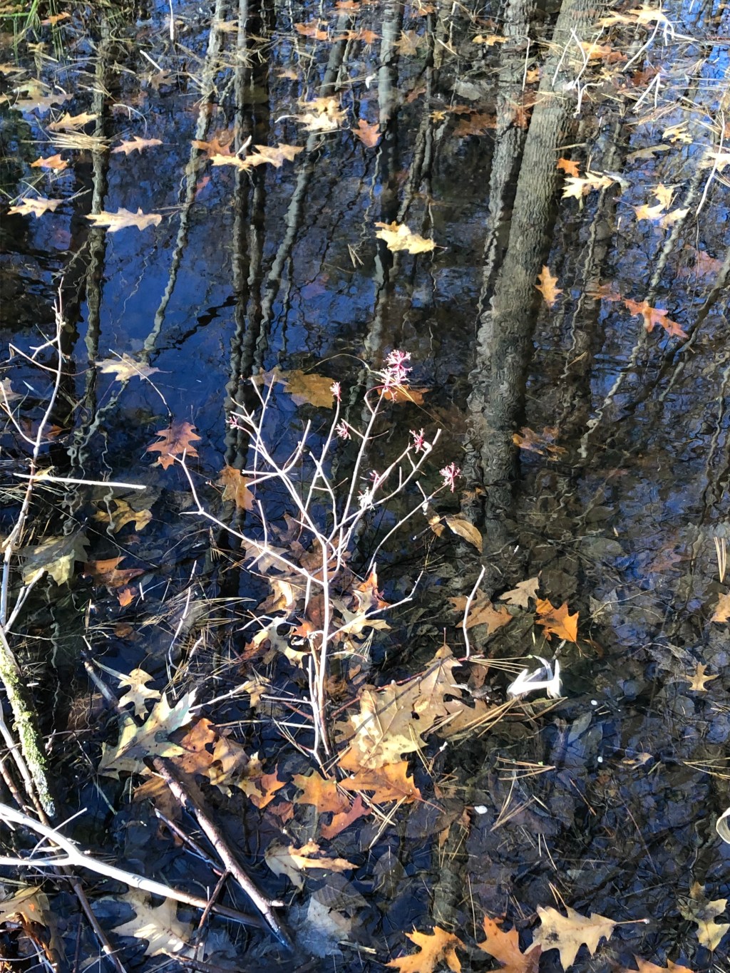 Review: Sigil Witchery