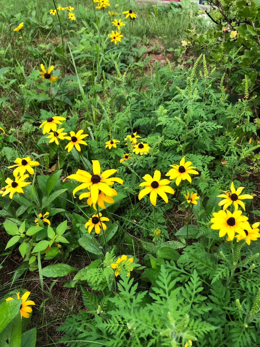 The Wiccan Degree&nbsp;System