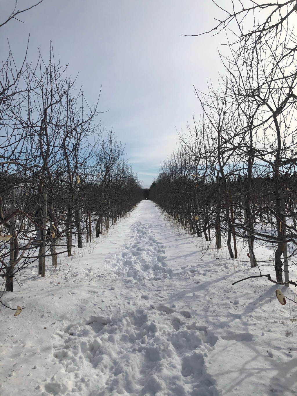 The spirits of&nbsp;Yuletide