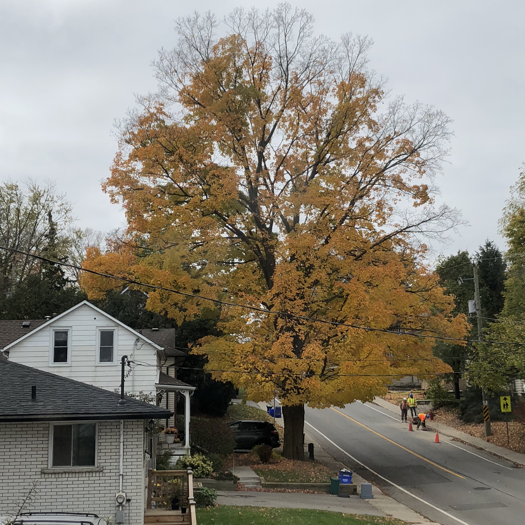 The tree on 25 October 2018 at 11:03am