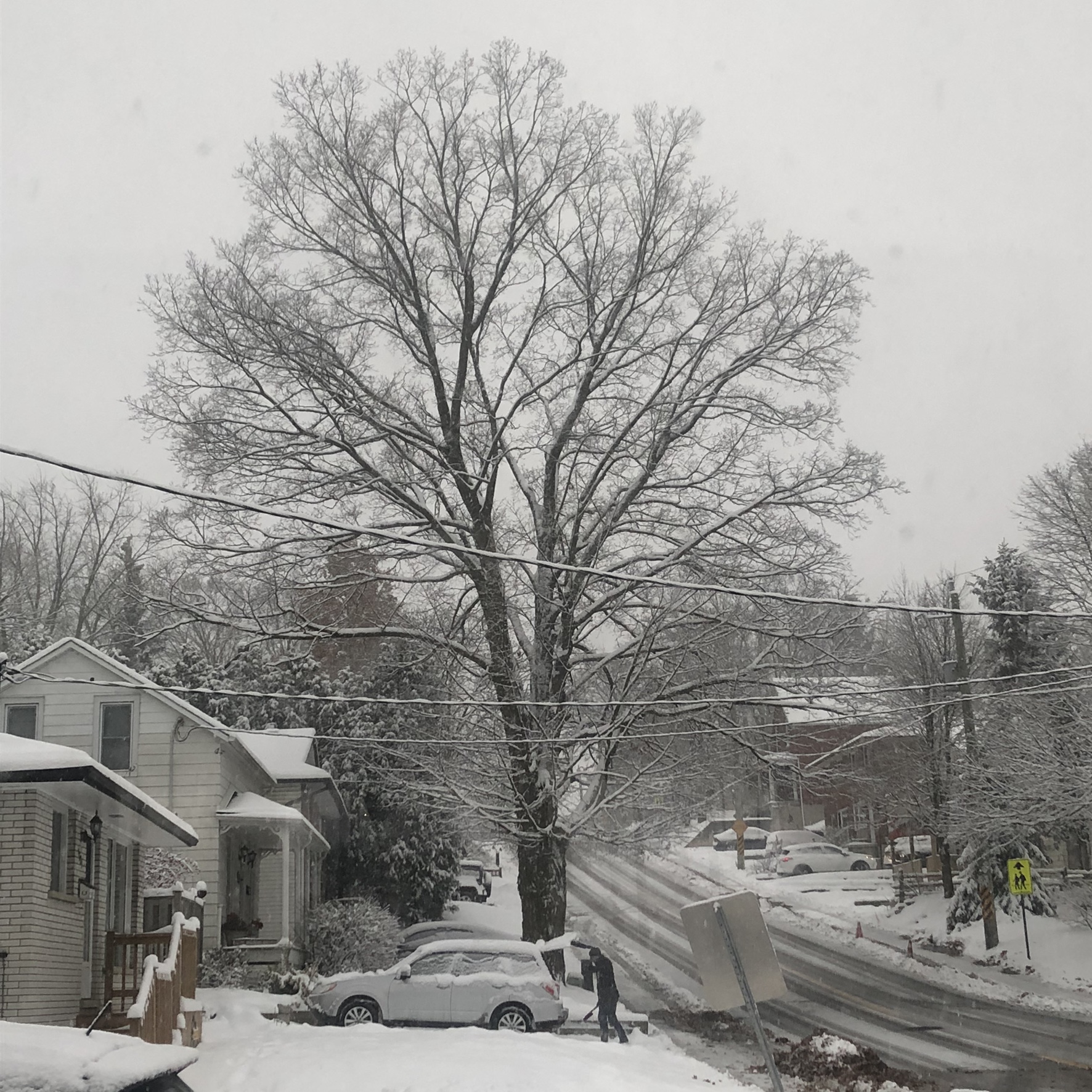 The tree on 16 November 2018 at 7:35 am