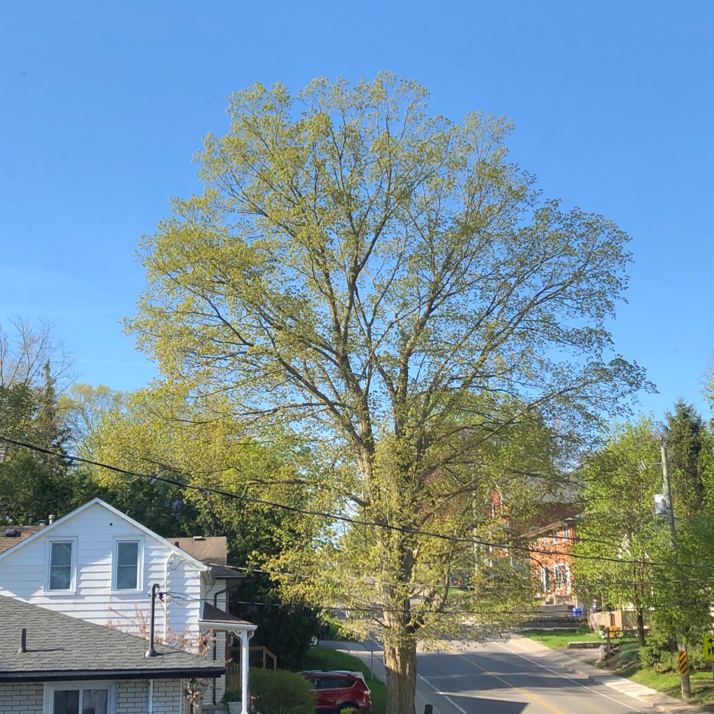 Books I read in May&nbsp;2020