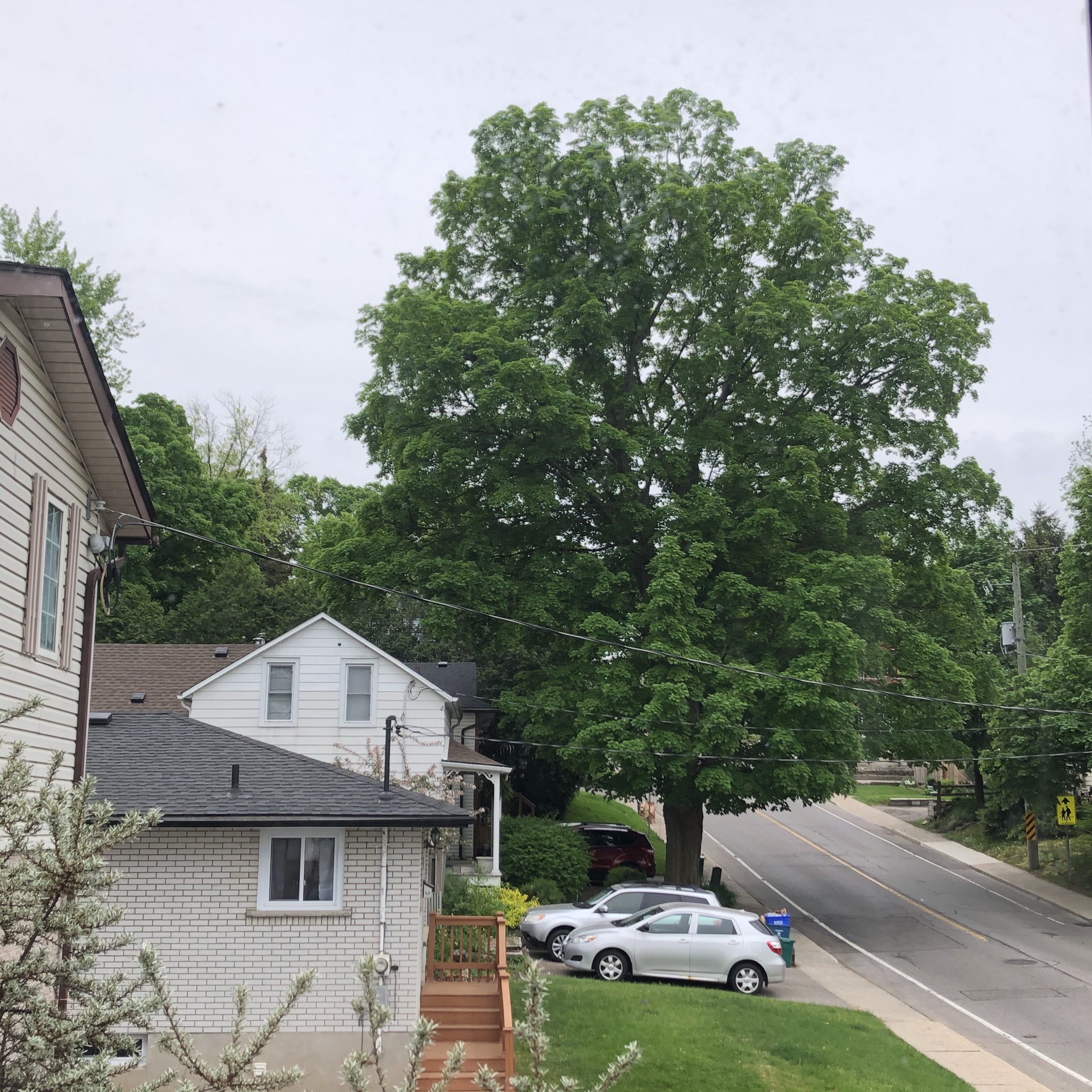 The tree on 28 May 2020