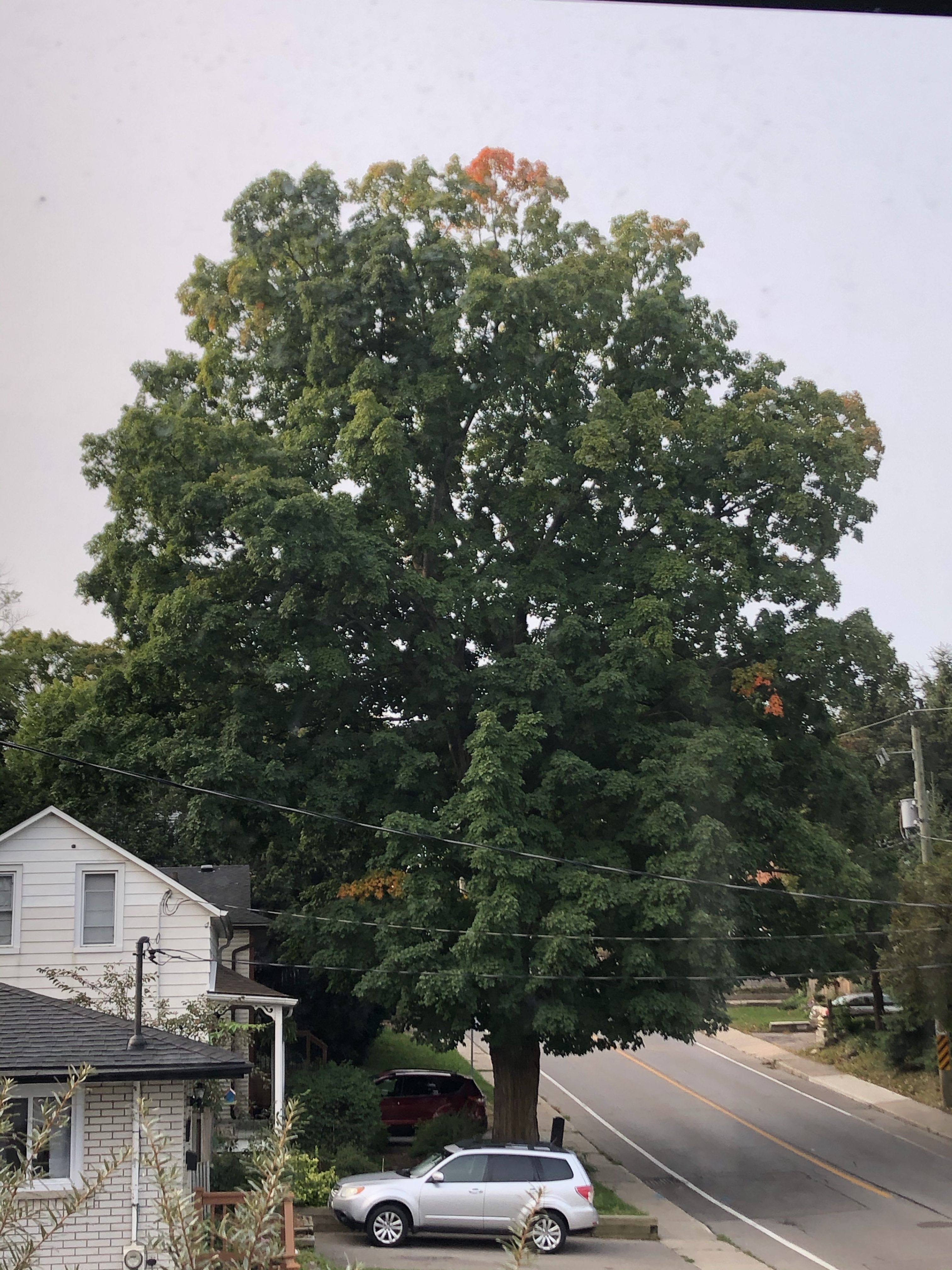 The tree on 14 September 2020. A few hints of autumnal orange.