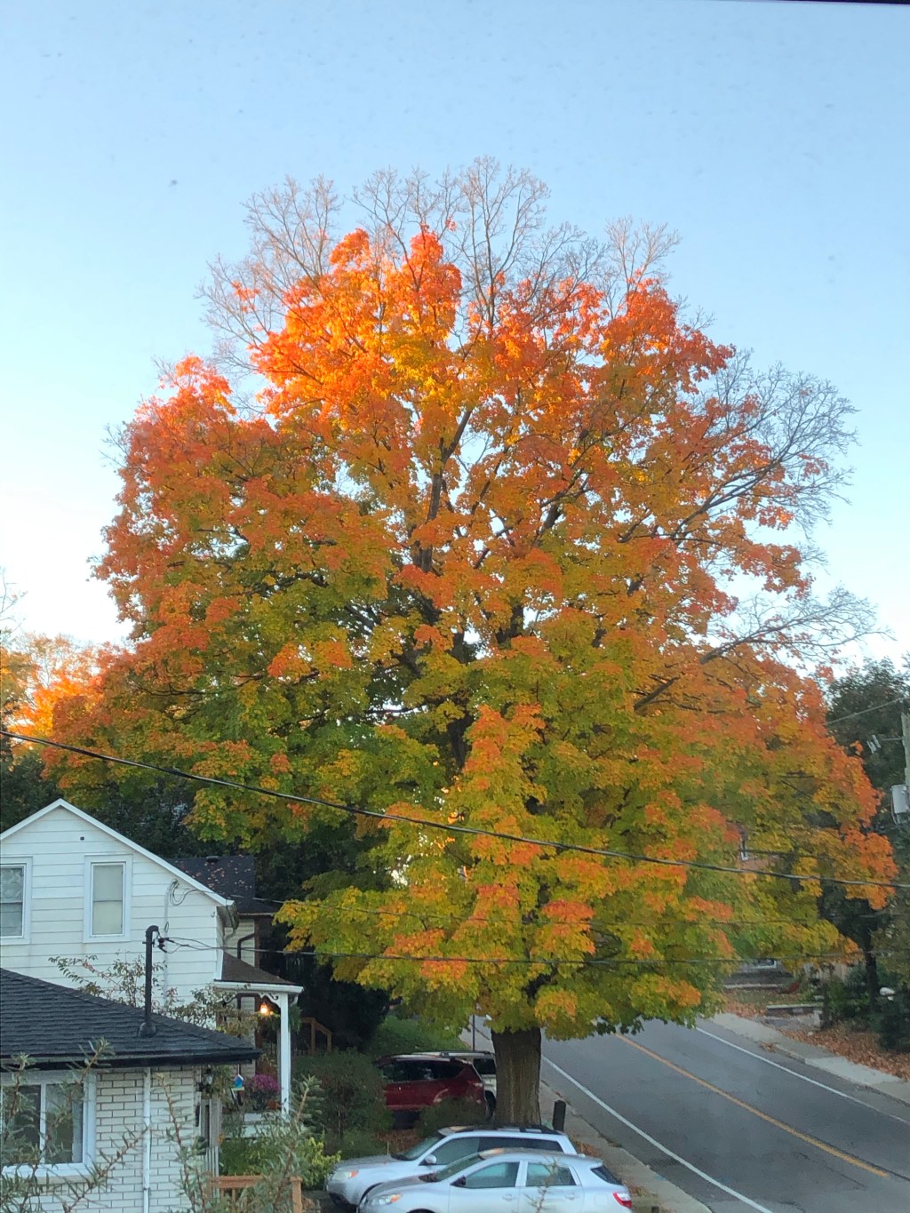 The tree in&nbsp;autumn