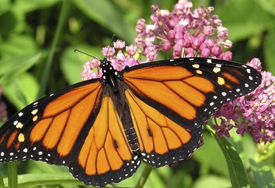 Monarch butterflies
