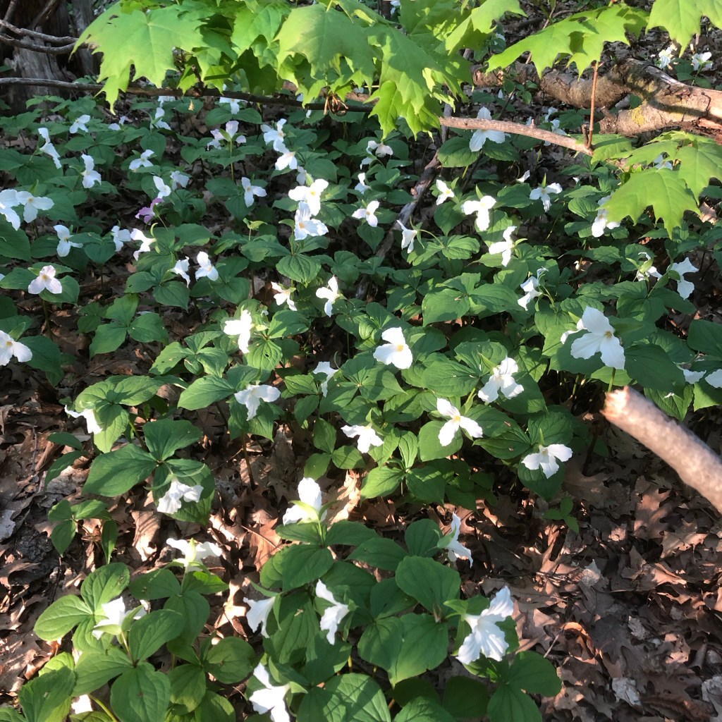 Trilliums